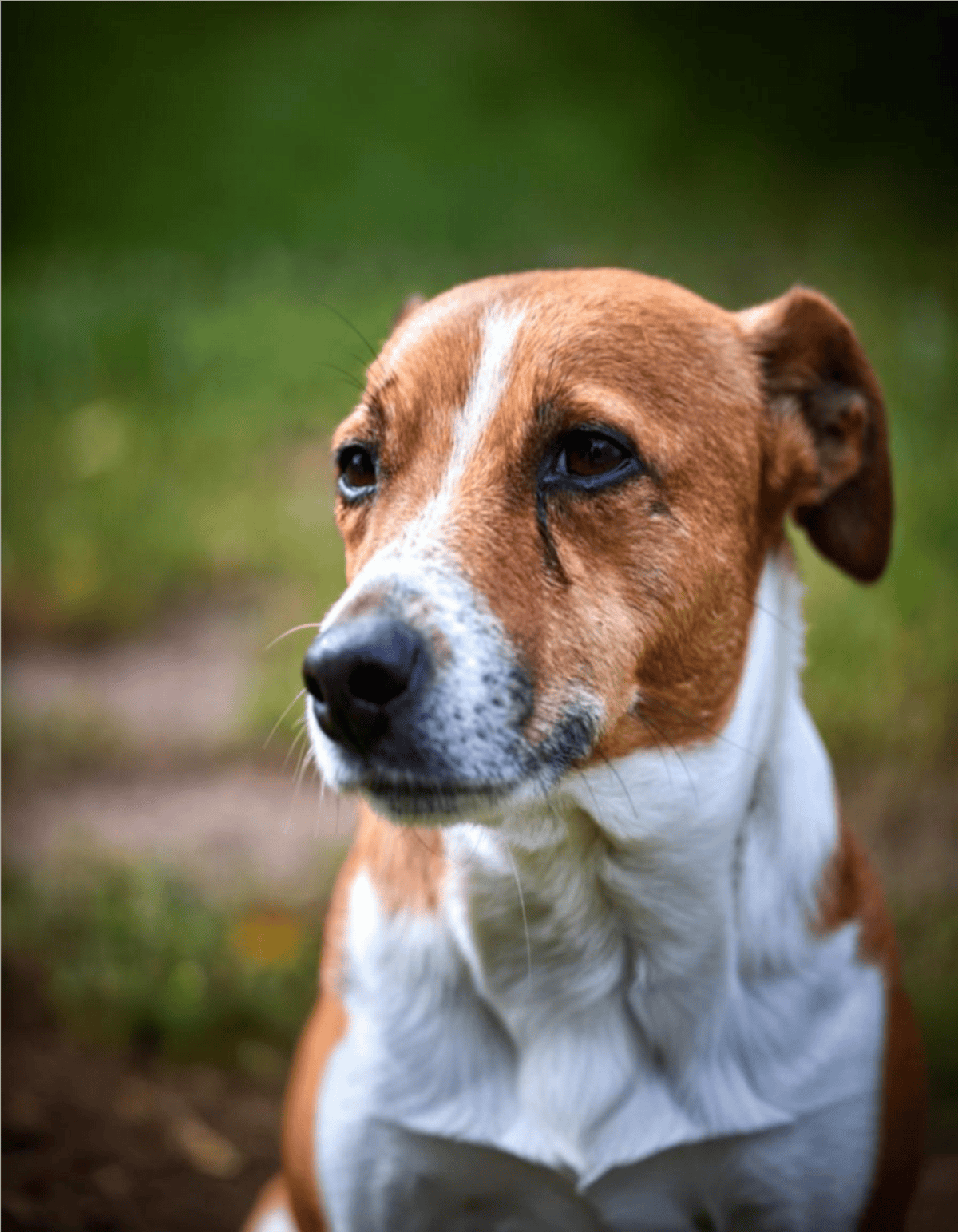 Adopt a loving, friendly dog for home companionship and joy.