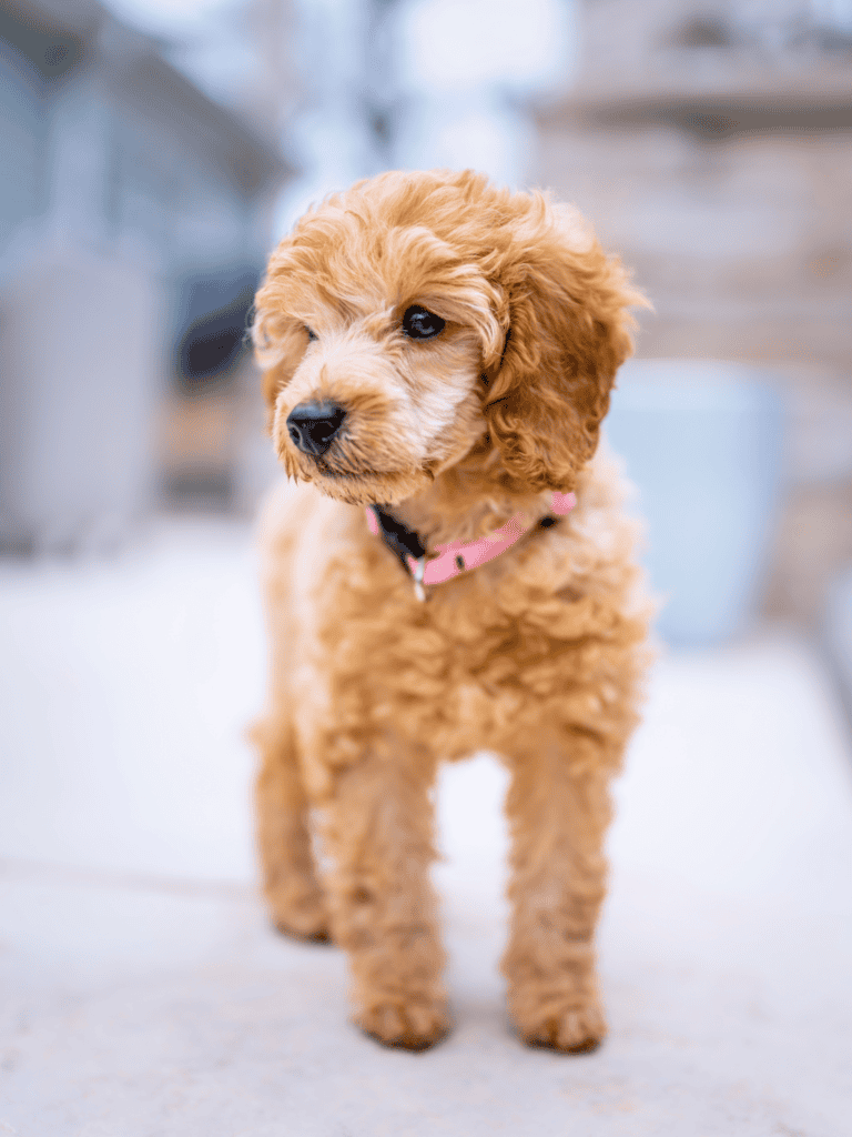 Adorable goldendoodle puppy with soft, curly fur.