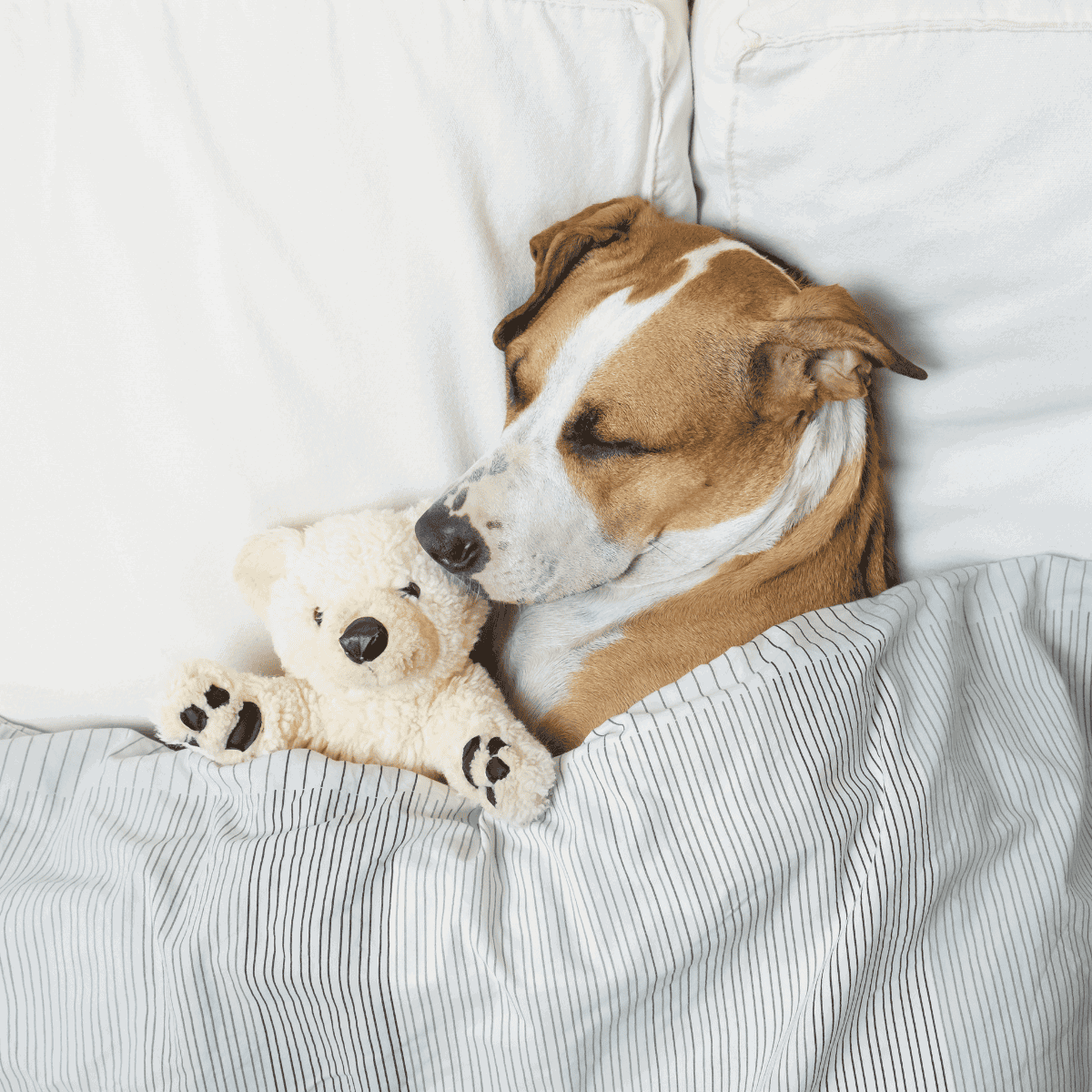 Adorable dog sleeping on a bed with a cuddly teddy bear toy. Perfect for pet comfort and sleep-related content.