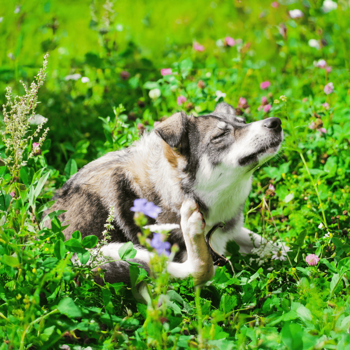 Happy dog surrounded by vibrant greenery and blooming flowers in a natural outdoor setting.