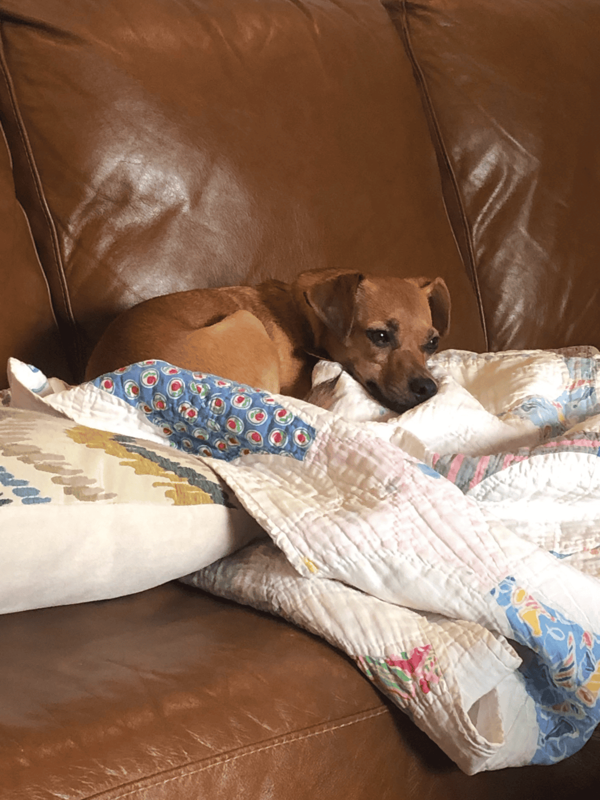 Cute dog cuddling on a colorful quilt in cozy home setting.