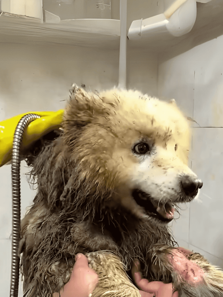 In this image, a fluffy husky puppy is being bathed, covered in soap and water, with a gentle bath in progress.