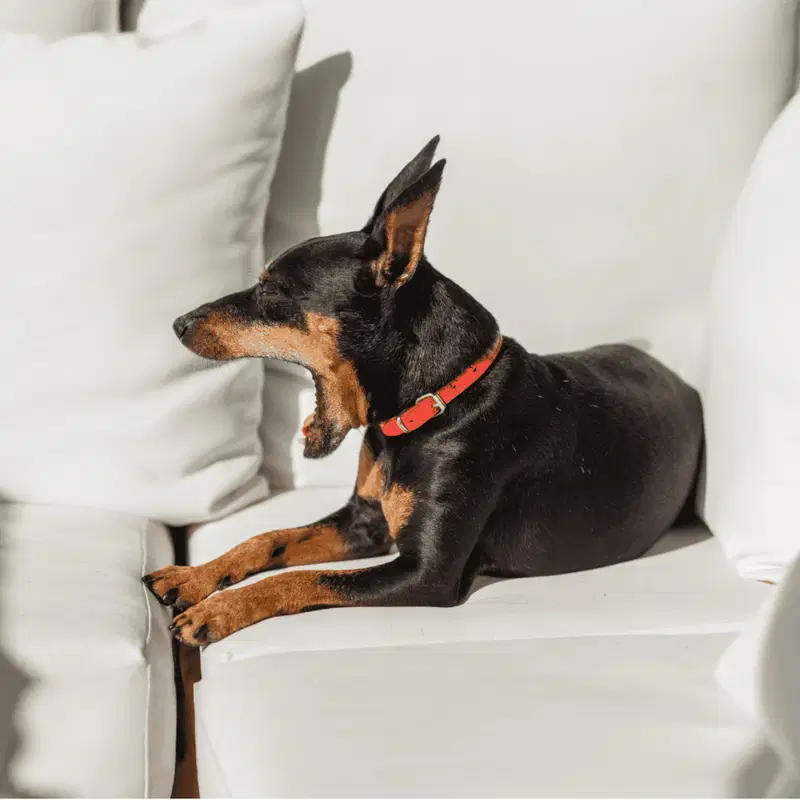 Dog yawning in a relaxed pose on a white sofa.