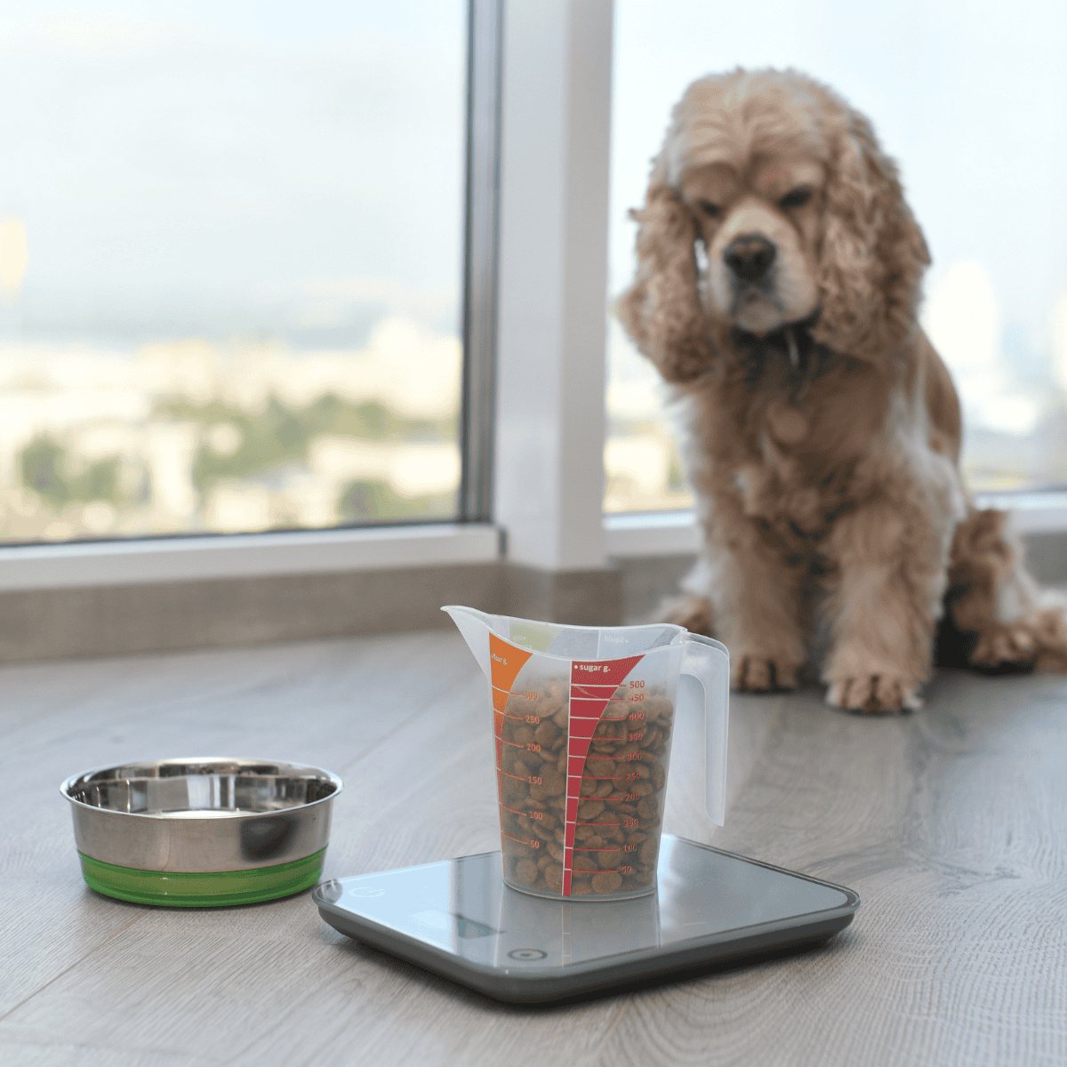 Dog measuring cup and scale for accurate pet food portions.