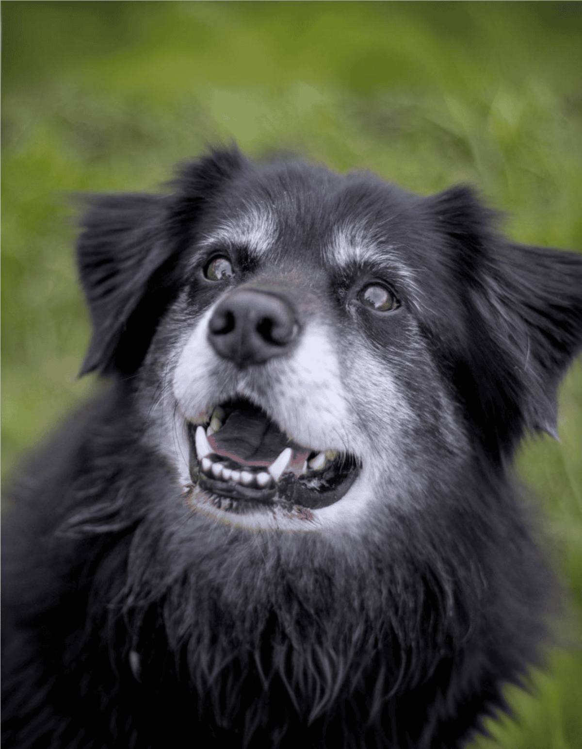 Dogfix.com dedicated to healthy dog care and expert pet solutions.