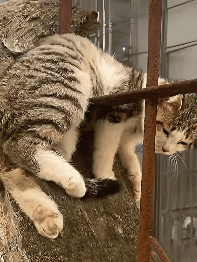Cute cats at an animal shelter playing and exploring, showcasing their friendly, curious personalities. Ideal for pet adoption websites and animal rescue promotions.