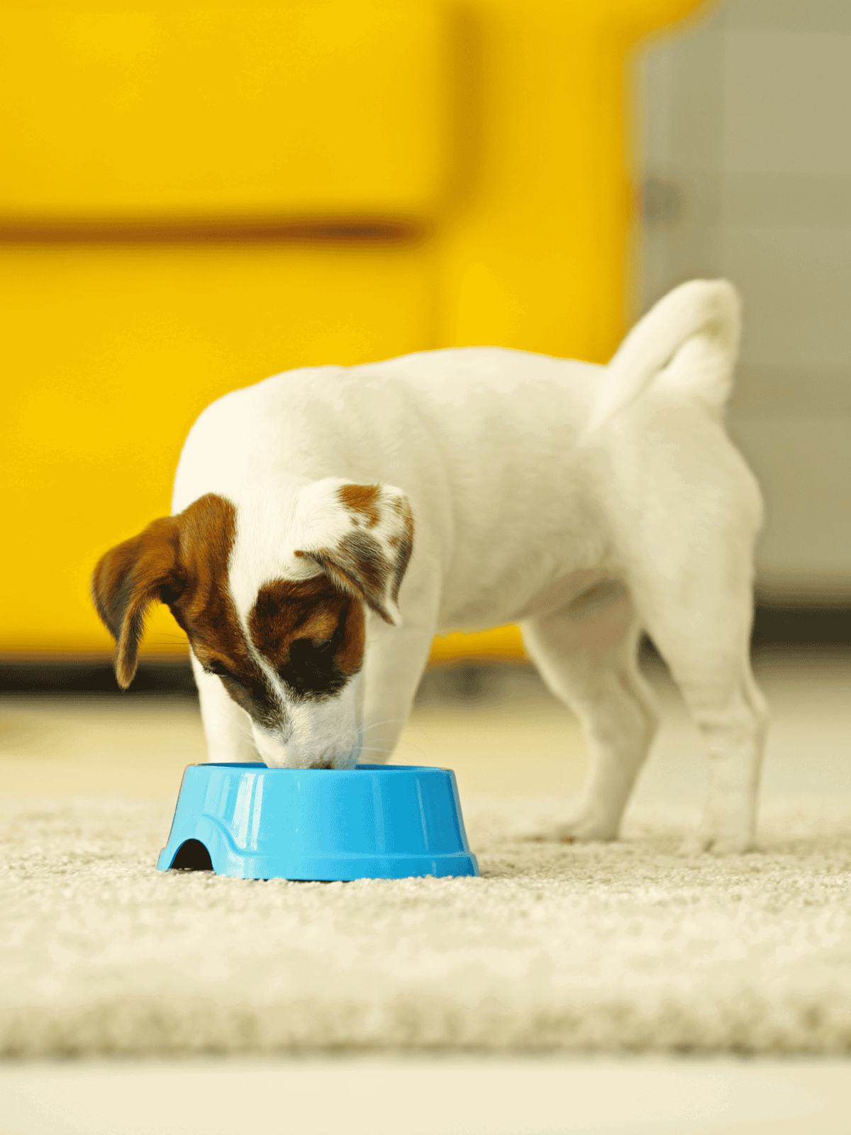 Dog eating from a blue bowl indoors, showcasing pet food solutions for dogs.