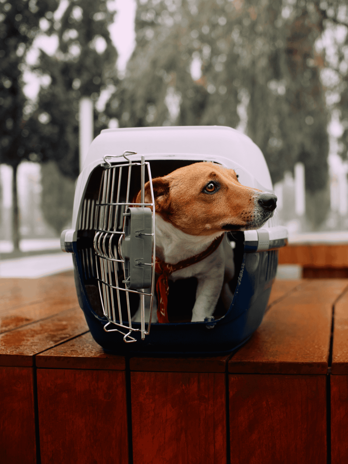 Dog in portable pet travel carrier on wooden table outdoors.