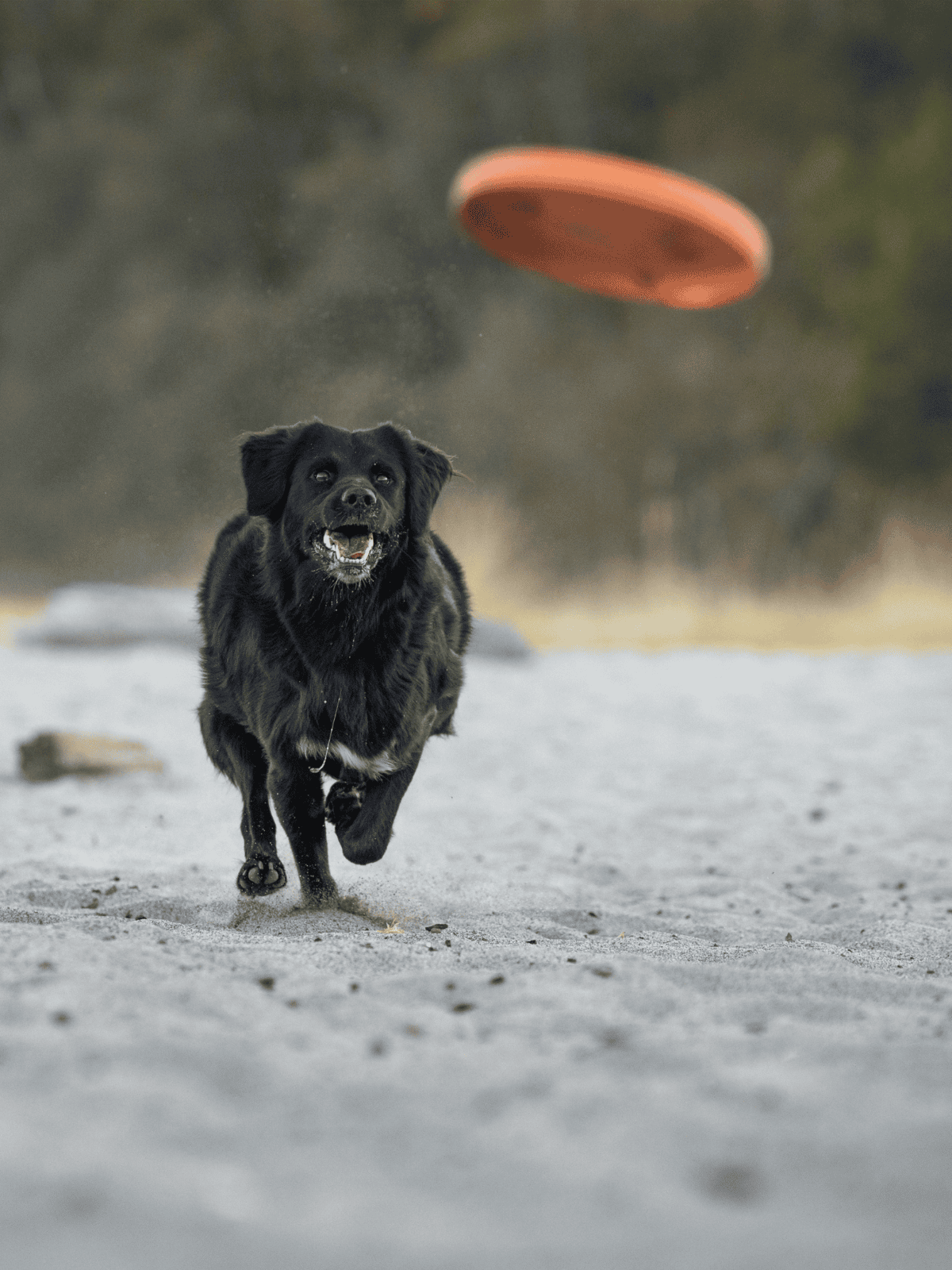 Dog catching frisbee during outdoor playtime, active and energetic pet.