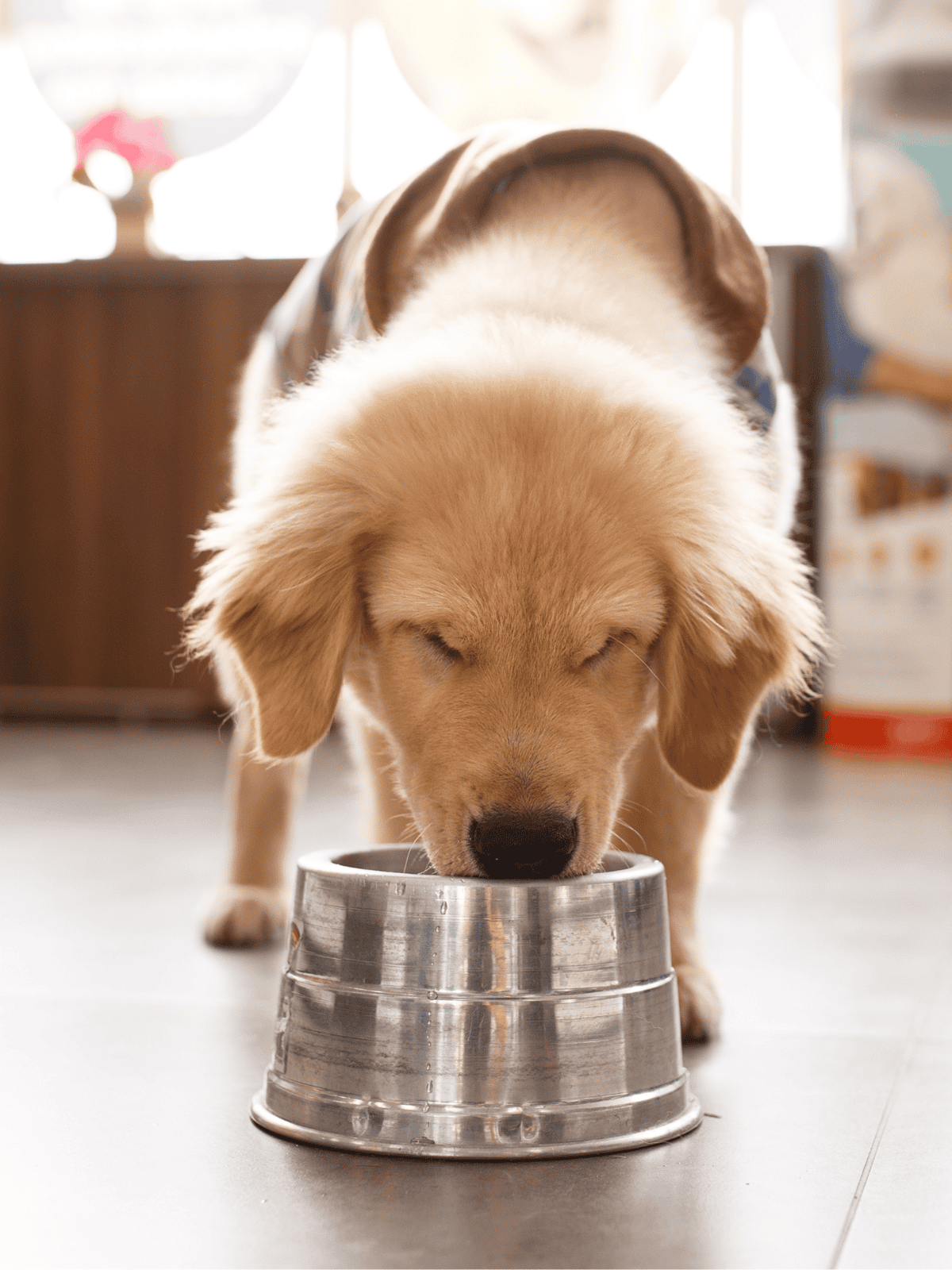 Adorable golden retriever puppy eating from a stainless steel bowl.
