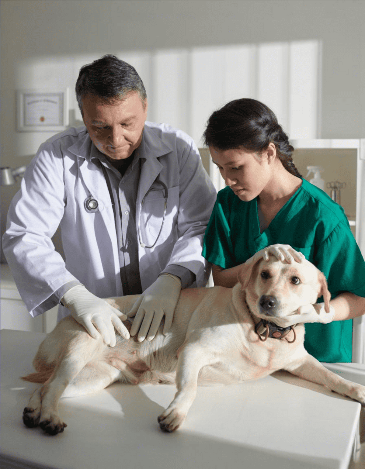 Vet and vet tech inspecting a dog's health in a veterinary clinic.