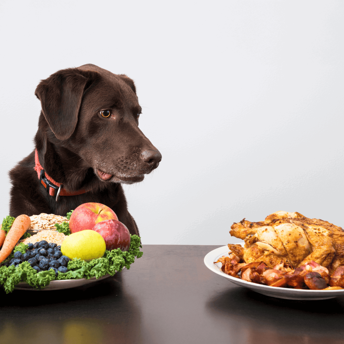Adorable brown dog looking at a delicious meal of fruits and vegetables and cooked chicken.