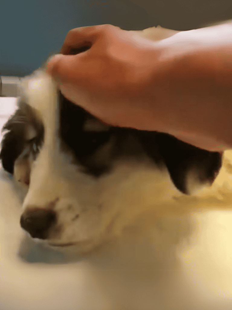 Close-up of a husky dog being gently petted, showcasing a calming pet care experience.