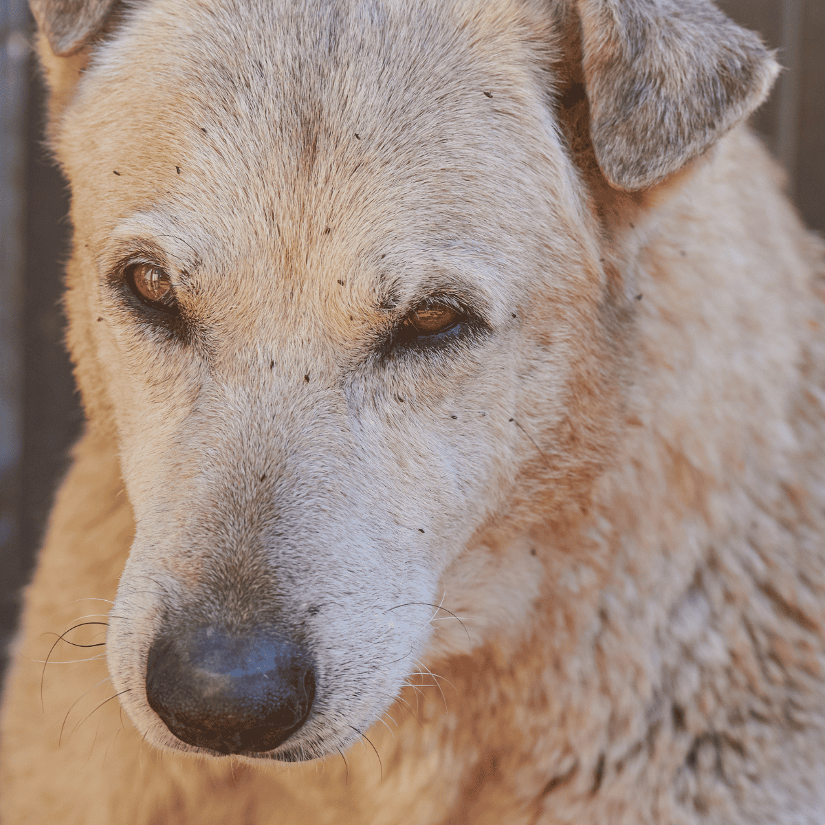Close-up of a gentle dog face with light brown fur and warm eyes, ideal for dog care and pet health topics.
