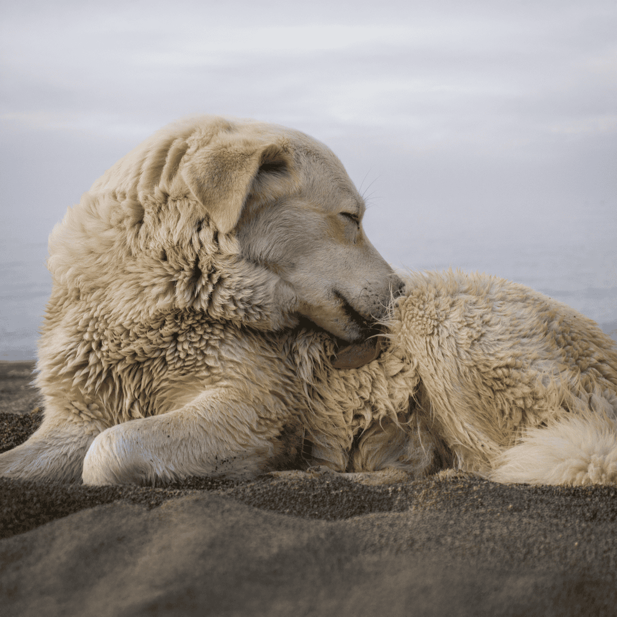 Dog laying on sandy beach, adorable Labrador puppy with soft fur relaxing by the ocean. Calm, peaceful moment in a coastal setting.