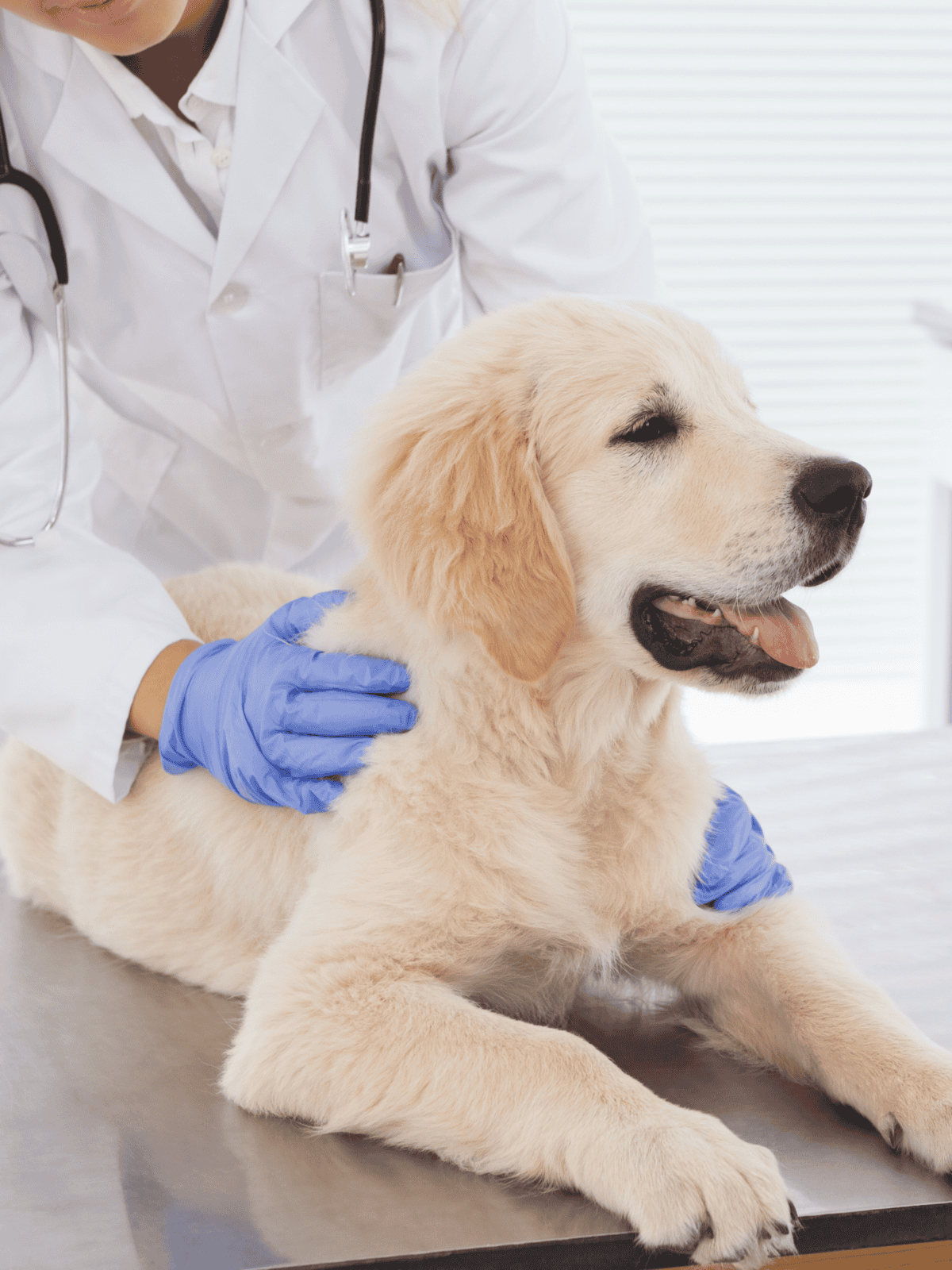 Veterinarian examining a golden retriever during a pet check-up.