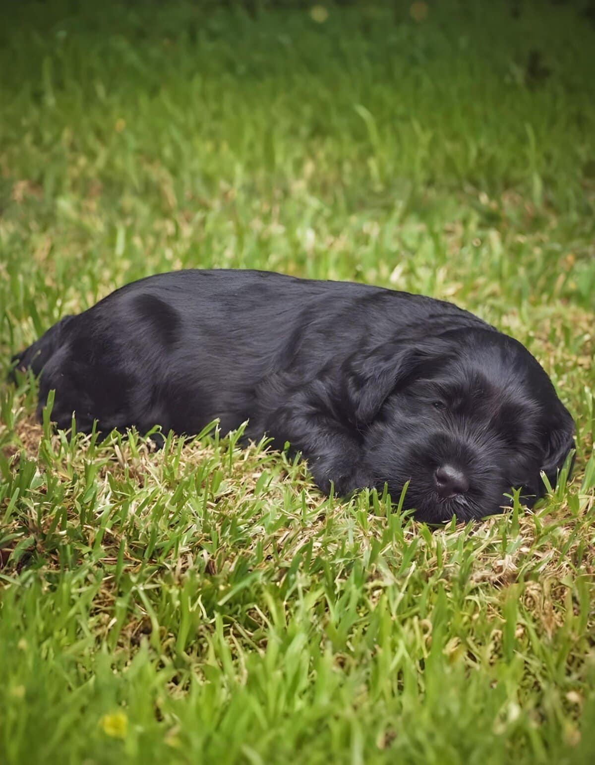 Adorable black puppy lying on lush grass, perfect for pet care and training tips.