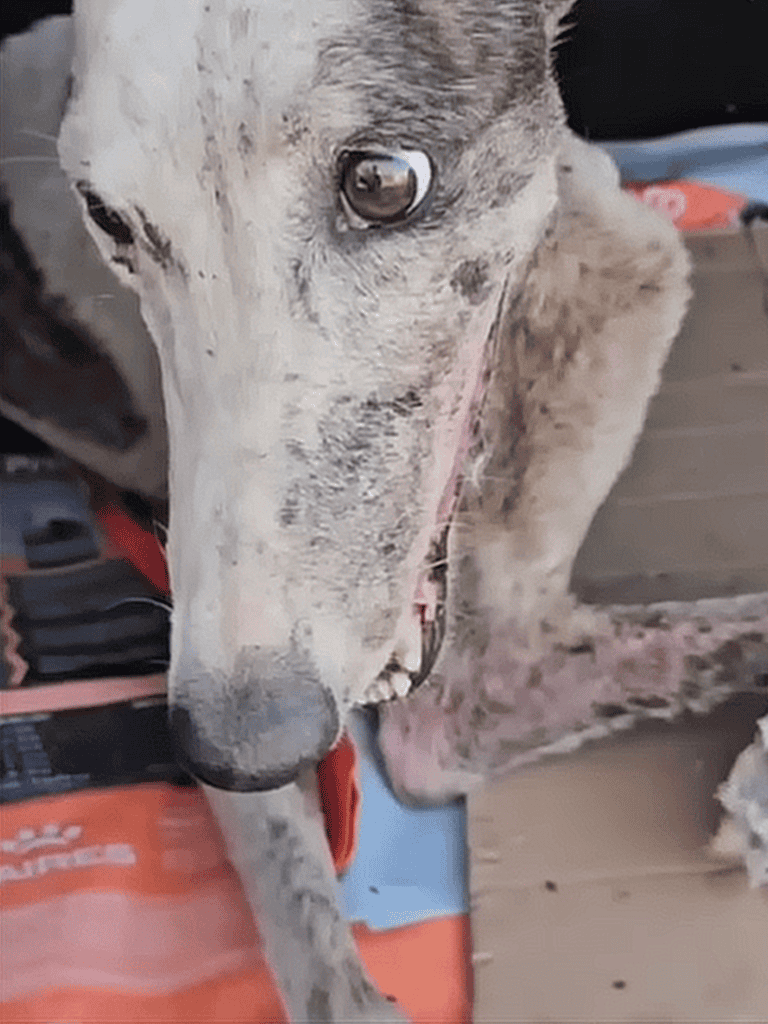 Close-up of a friendly, curious dog with bright eyes and a healthy coat. Perfect for dog care and pet health topics.