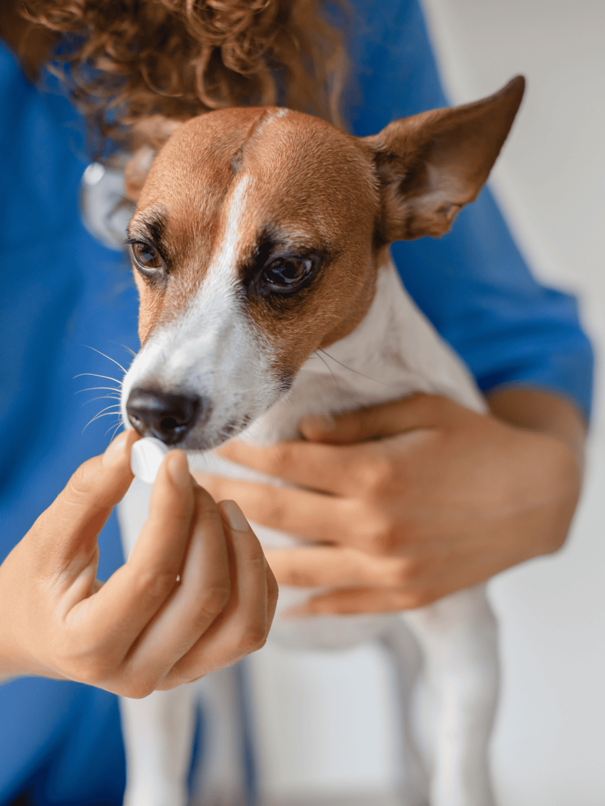 Alt text: Veterinarian administering oral medication to a small dog in a clinic.