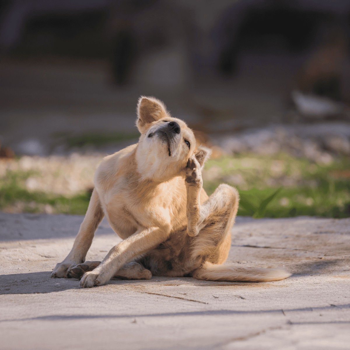 Dog licking itself, grooming activity, outdoor setting, playful pet care.