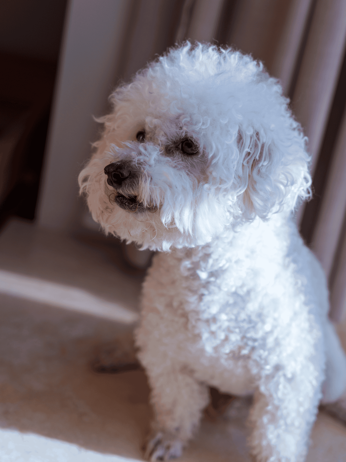 Adorable white doodle dog with curly fur, ready for playtime or cuddles indoors.