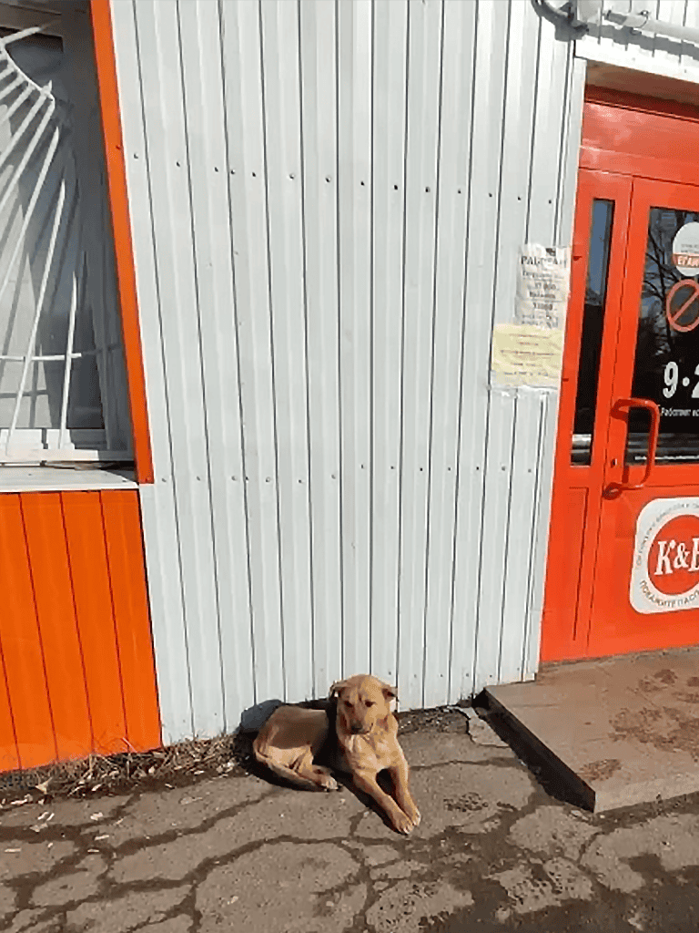 Dog lying on cracked pavement in front of store entrance.