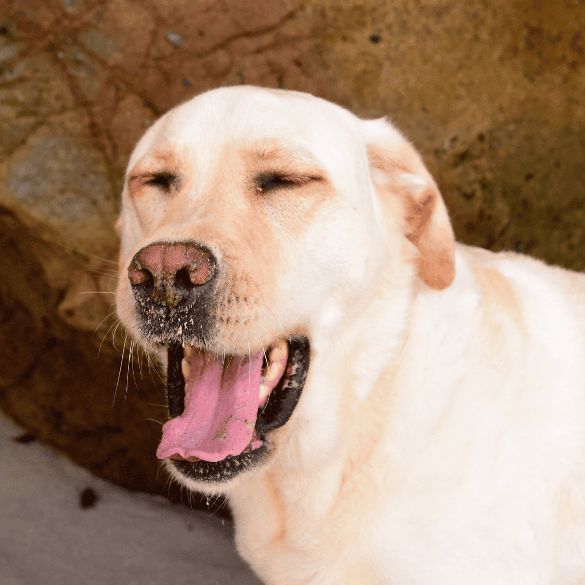 Yawning dog relaxing outdoors, happy pet, furry friend.