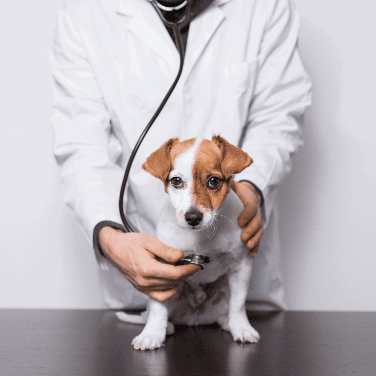 Veterinarian examining a young dog with a stethoscope for health checkup.