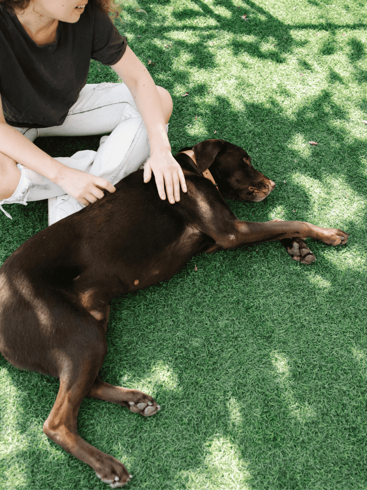 Person petting a sleeping Doberman on lush green grass, enjoying outdoor dog care and relaxation.