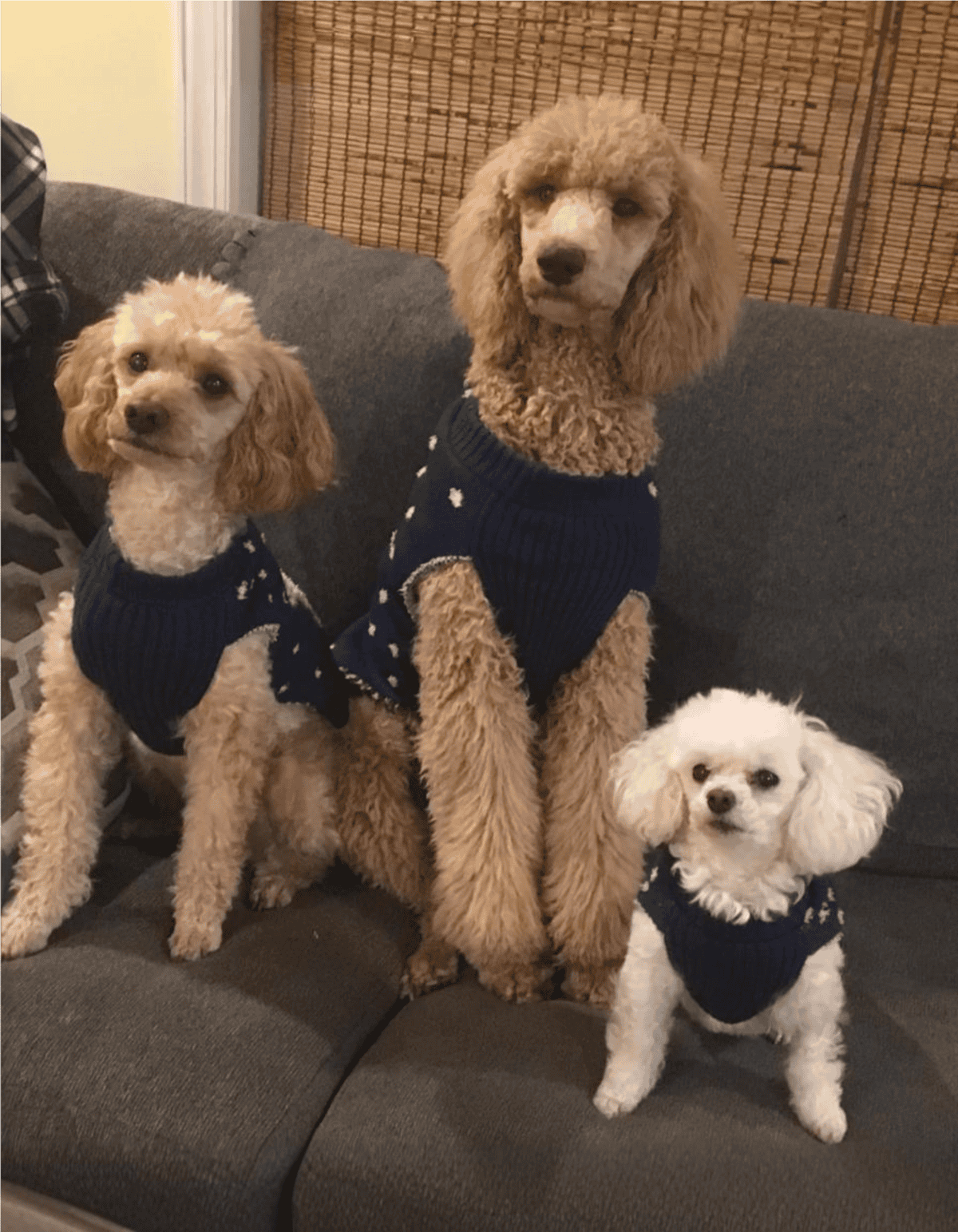 Three adorable poodles sitting on a couch, all wearing matching navy blue sweaters with white snowflakes.