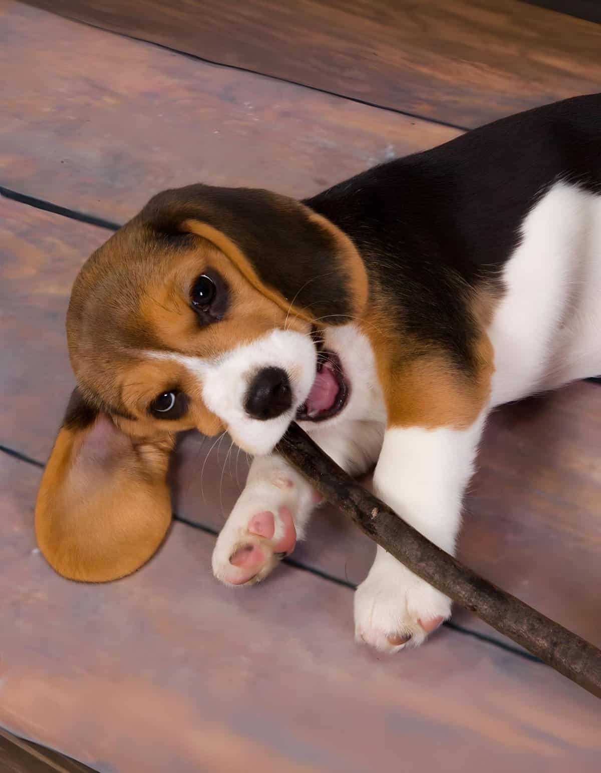 Adorable beagle puppy playing with a stick on wooden floor, showcasing youthful energy and cuteness.