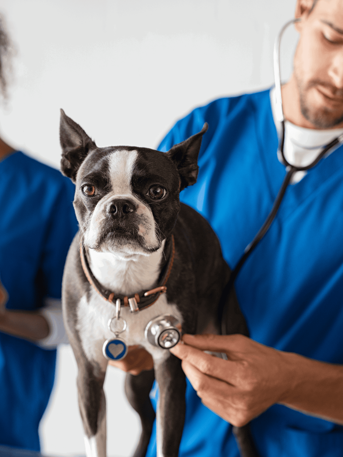 Veterinarian examining a Boston Terrier dog with stethoscope.