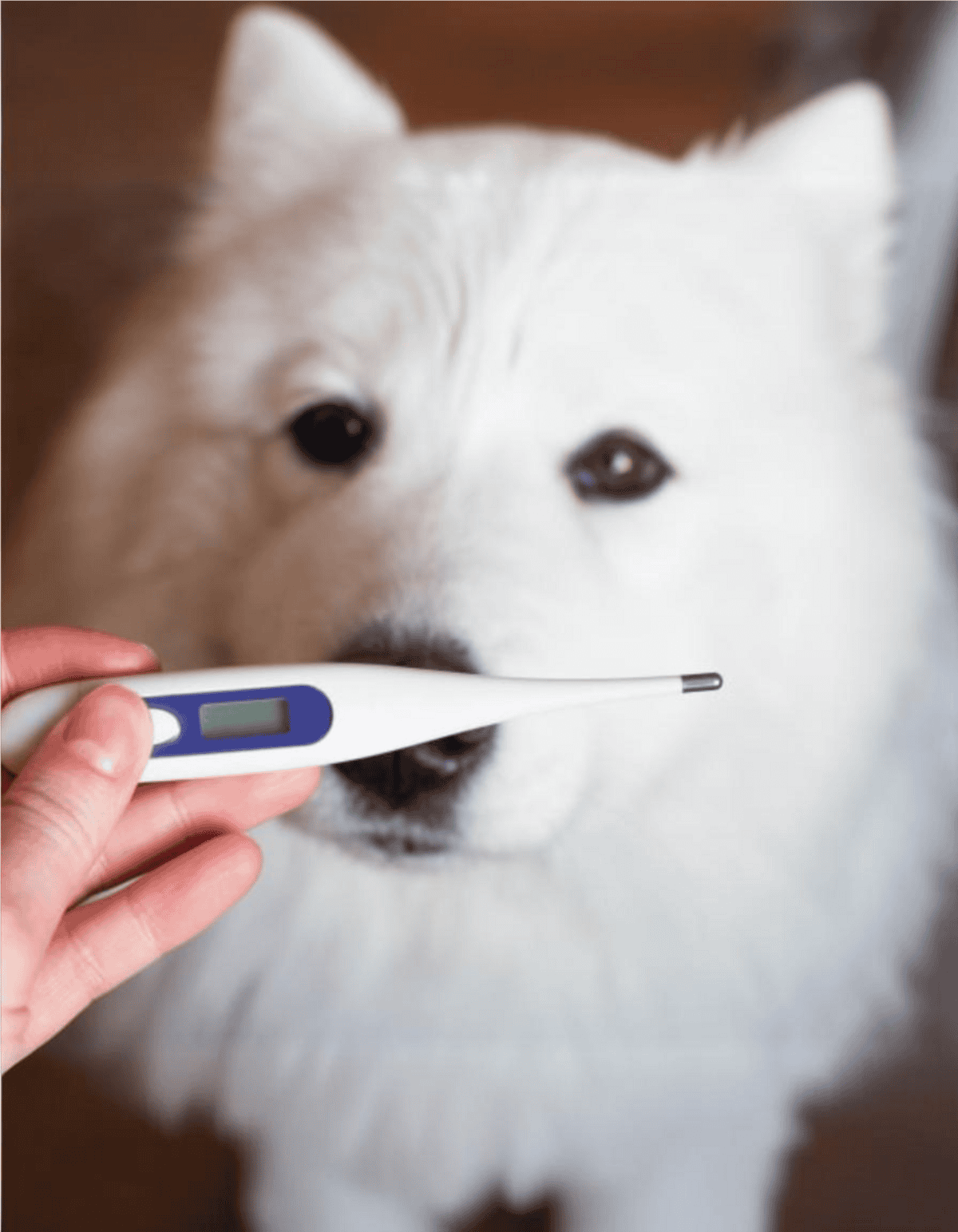 Alt text: White fluffy dog being checked with thermometer for health monitoring.