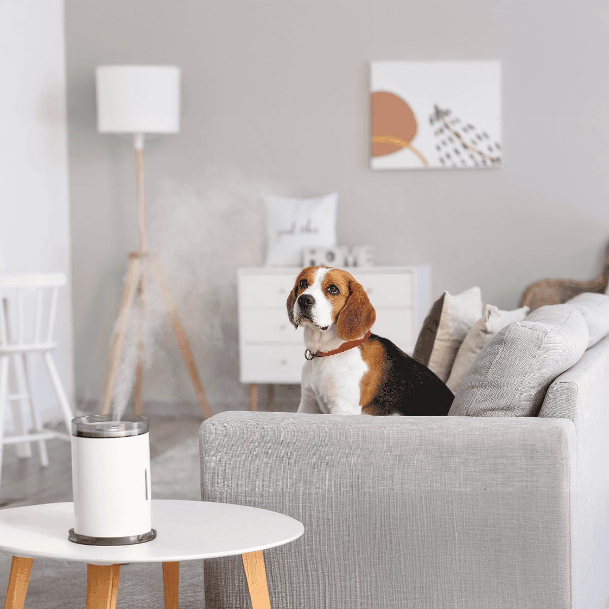 Comfortable dog sitting on light grey sofa in cozy living room.
