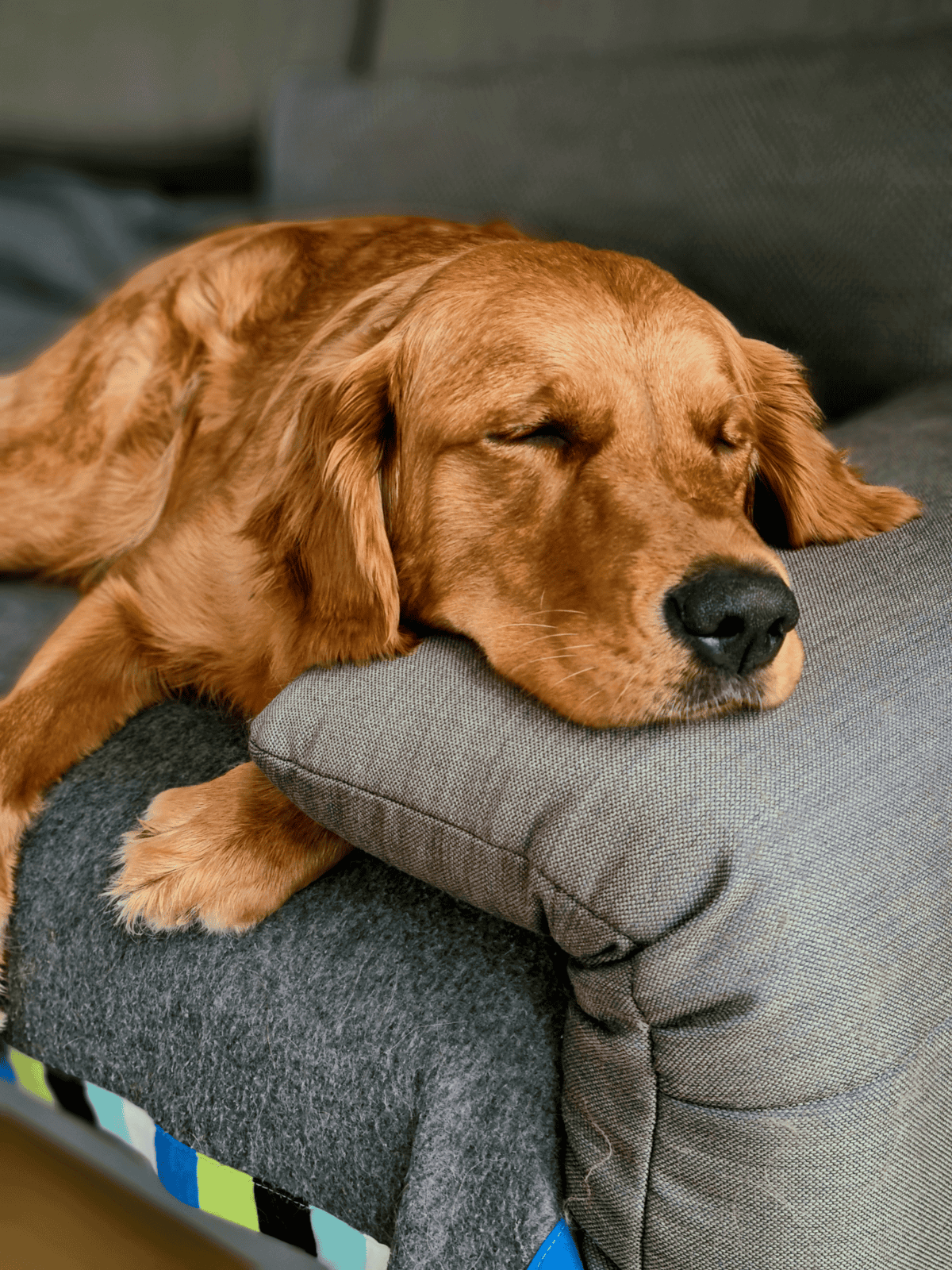 Sleeping dog relaxing on cozy gray couch cushion.
