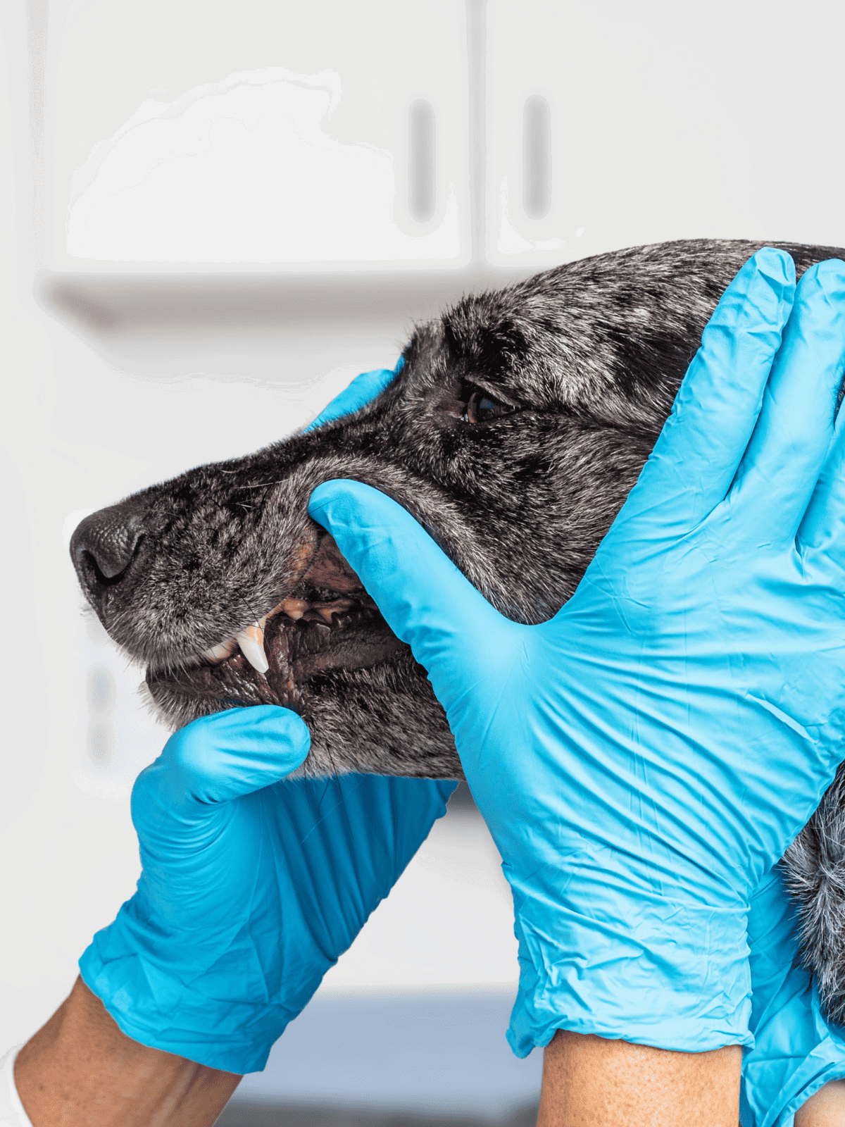 Close-up of a veterinarian inspecting a dog's mouth with gloved hands.