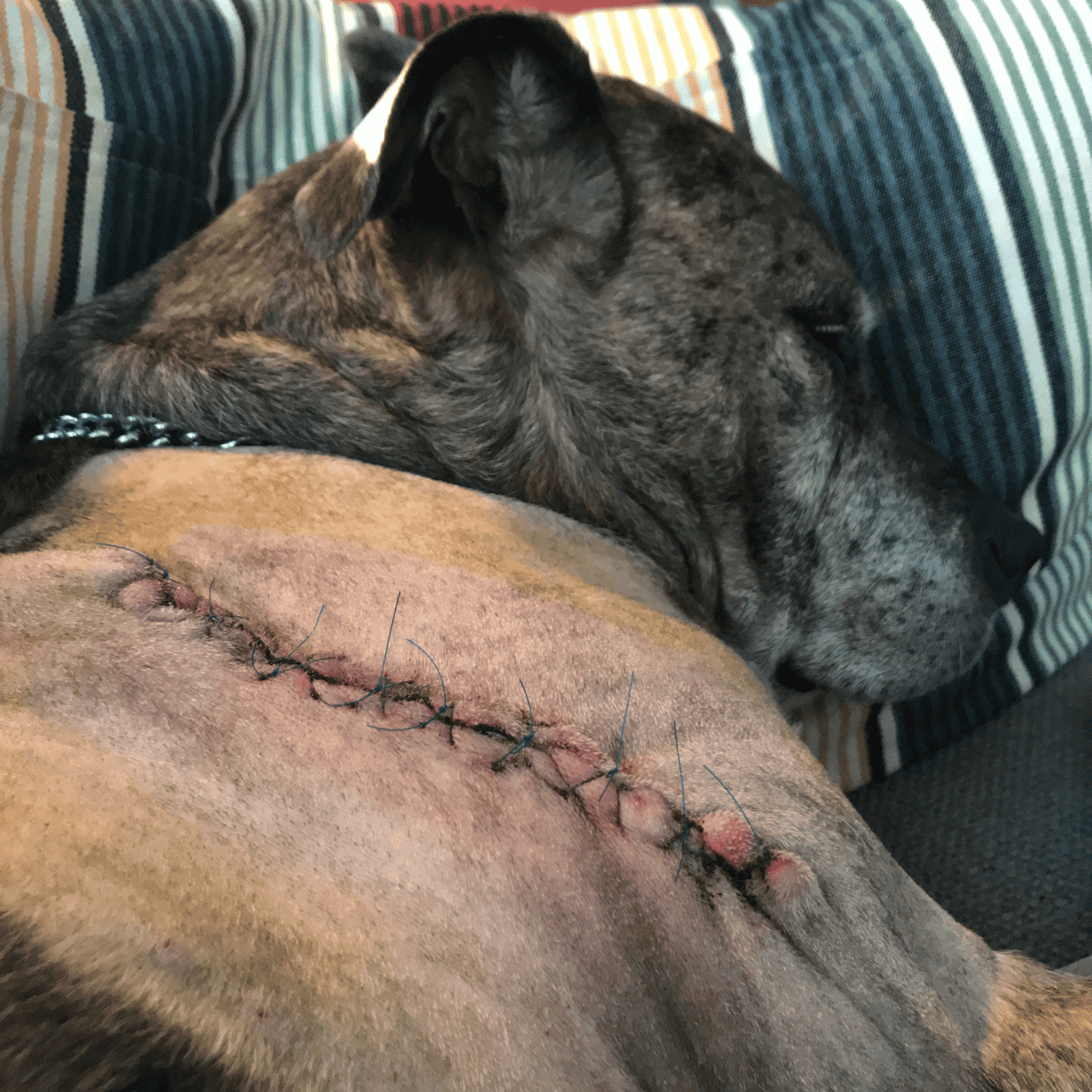 Dog with recent surgical incision and stitches under close supervision.