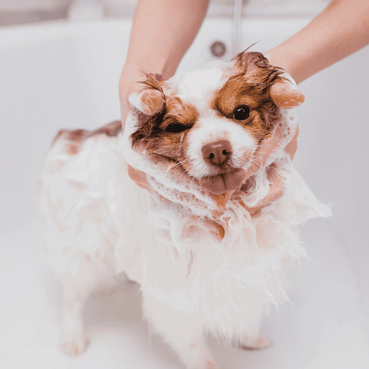 Dog grooming and bathing services for clean, healthy, and happy pets.