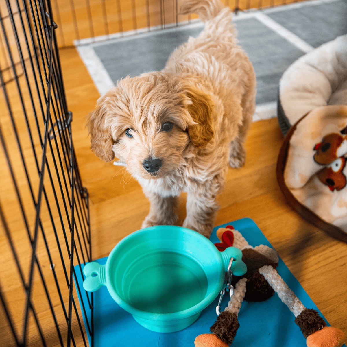 Cute golden puppy standing near crate with water bowl and plush toys, indoors.