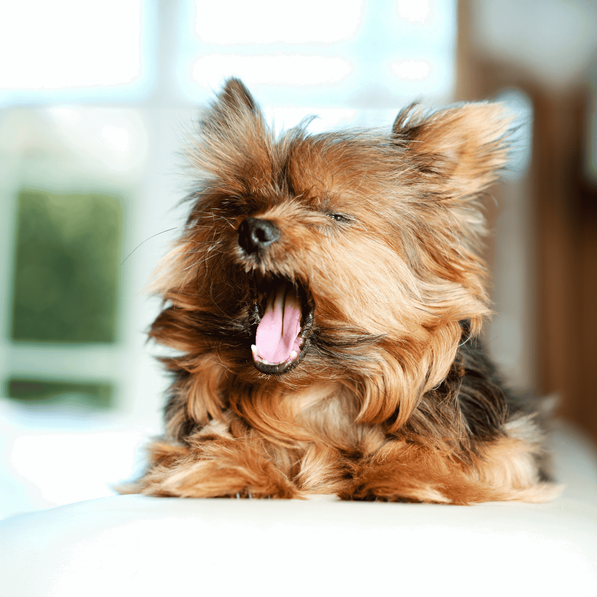Yorkie dog yawning, small fluffy brown dog with adorable expression, indoor pet photo.