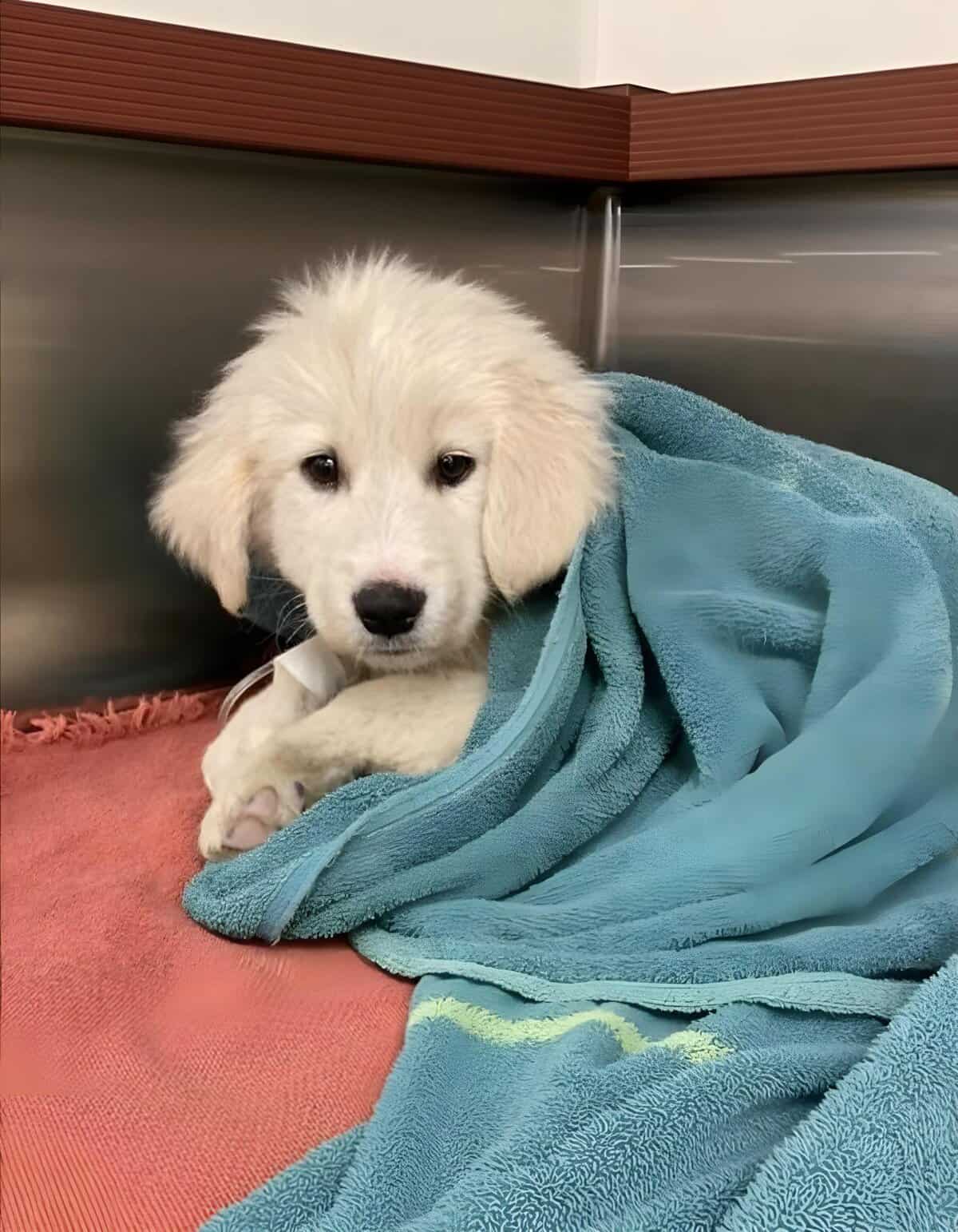 Cute Labrador puppy lying on a blue towel in a pet adoption center.