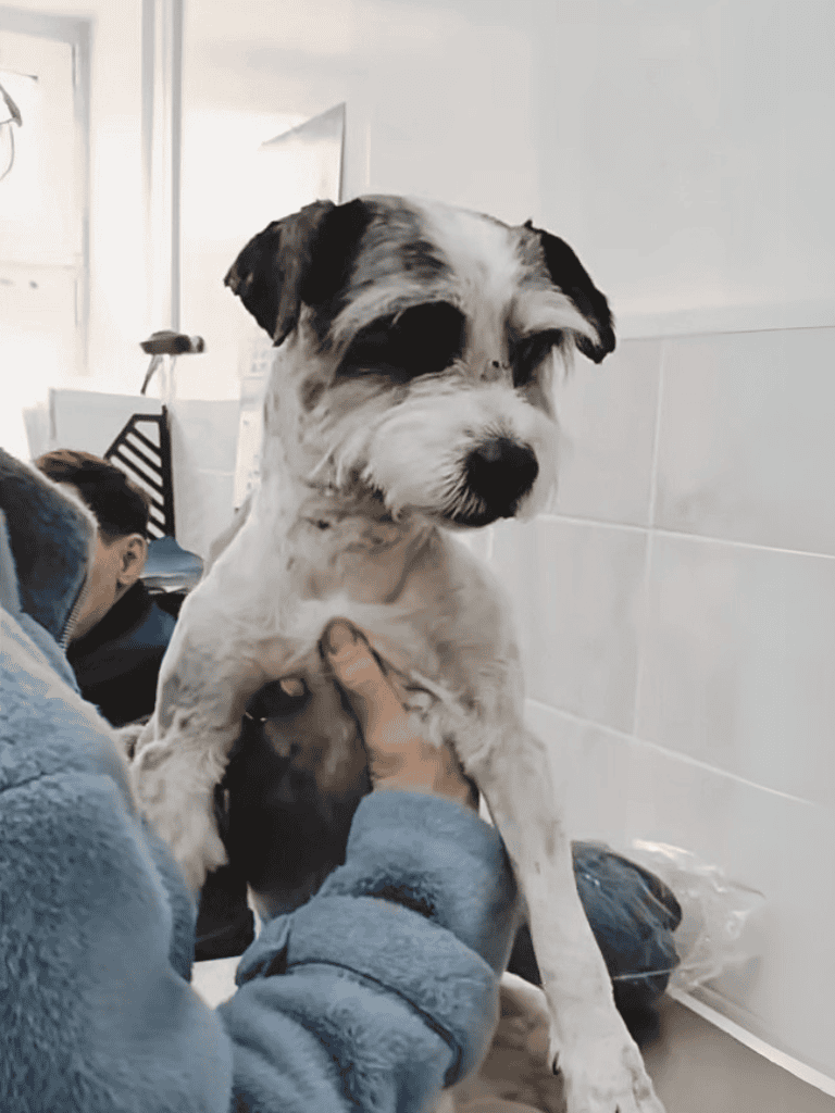 Adorable dog vaccination at Vet clinic, professional pet healthcare, puppy treatment, dog wellness.