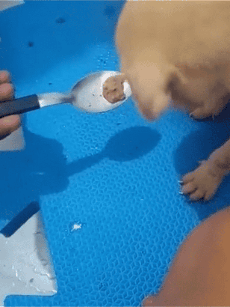 Cute puppy being bathed with a scoop of water, adorable and clean!.