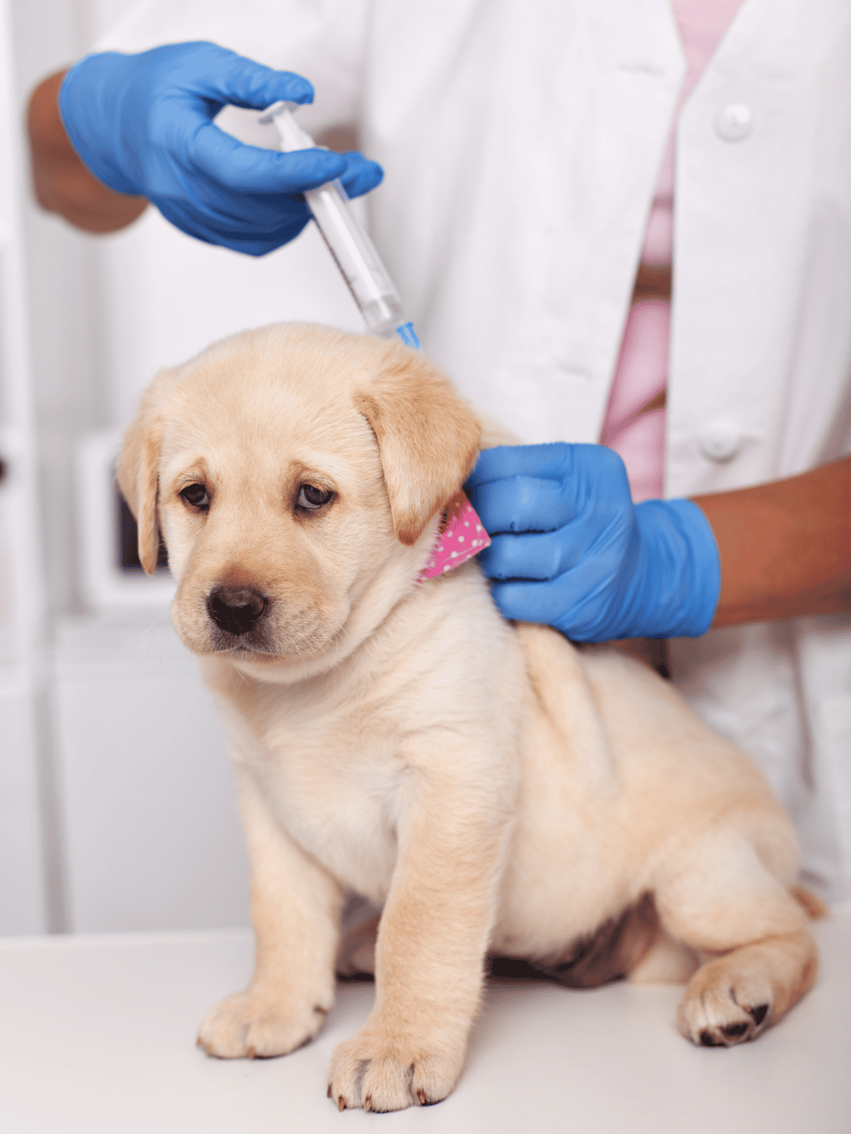 Dog receiving vaccination from veterinarian in clinic.