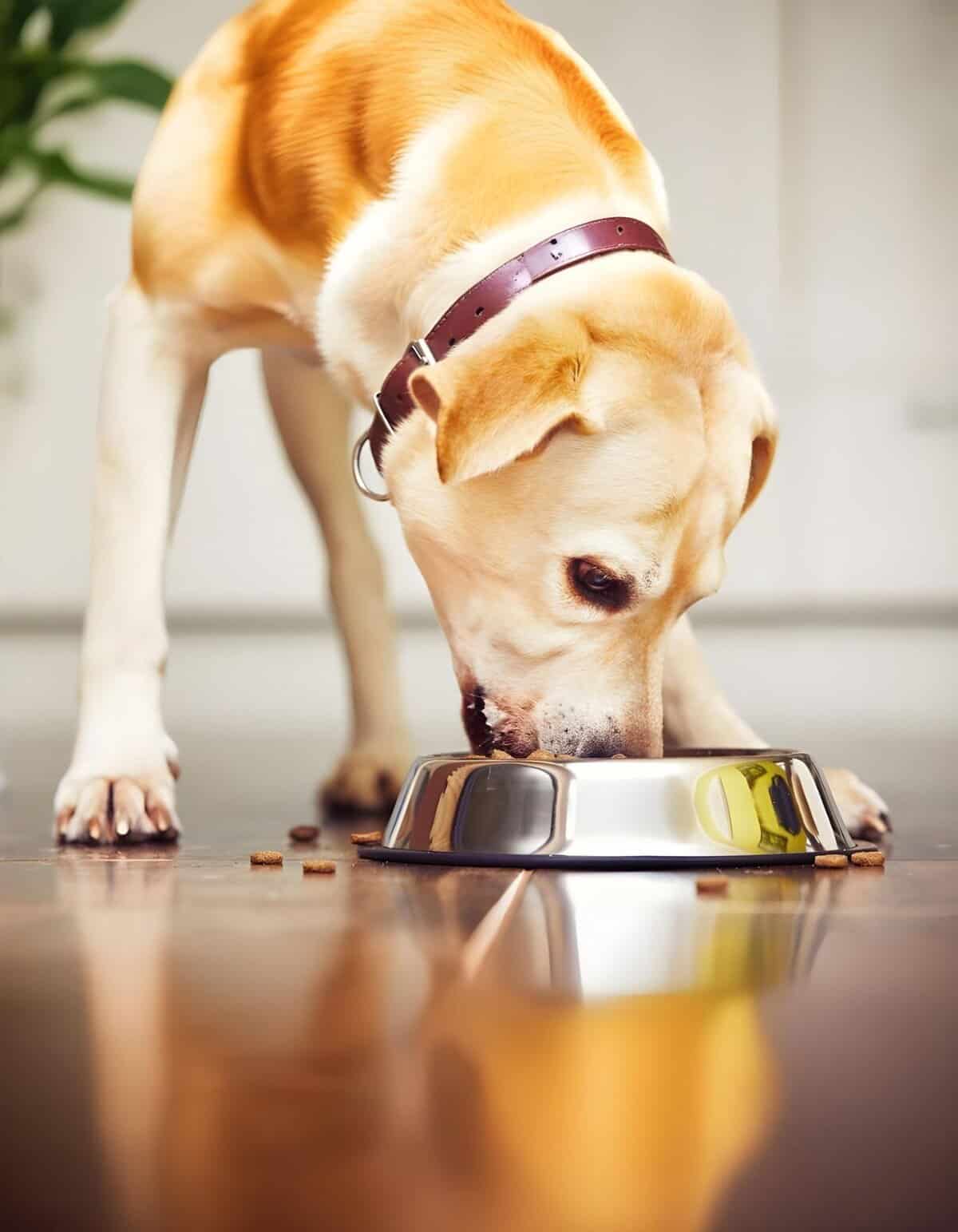 Dog eating food from a shiny stainless steel bowl on the floor.
