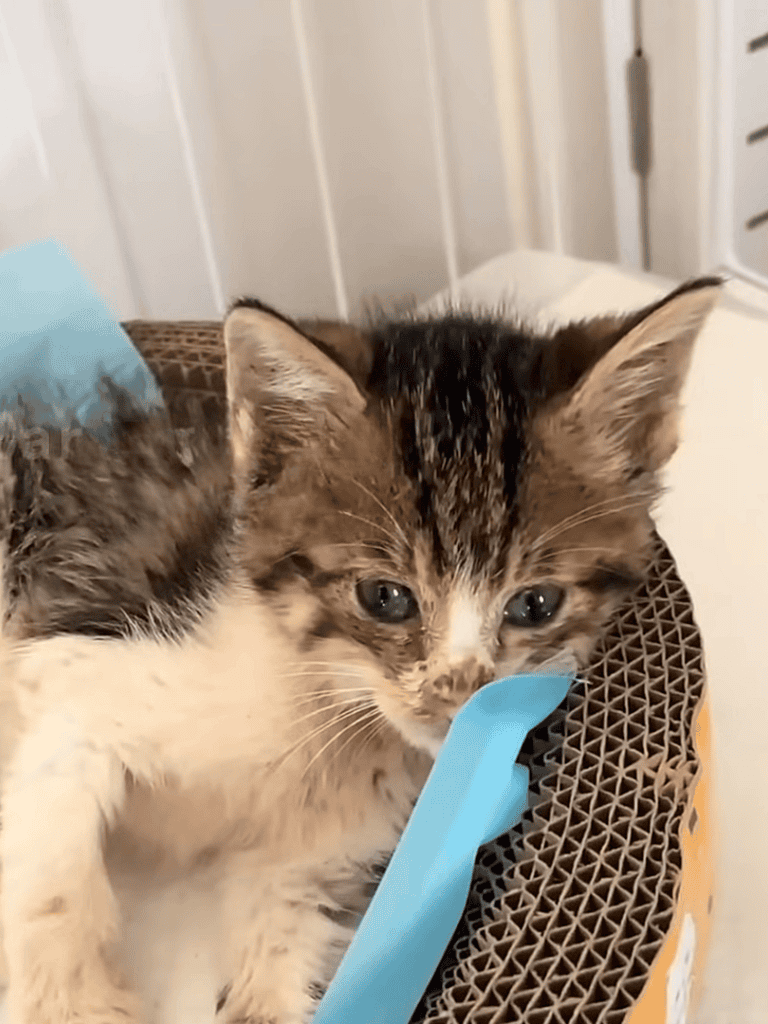 Adorable kitten lying in a cozy bed, looking curious and comfortable. Perfect for pet lovers and cat care enthusiasts.