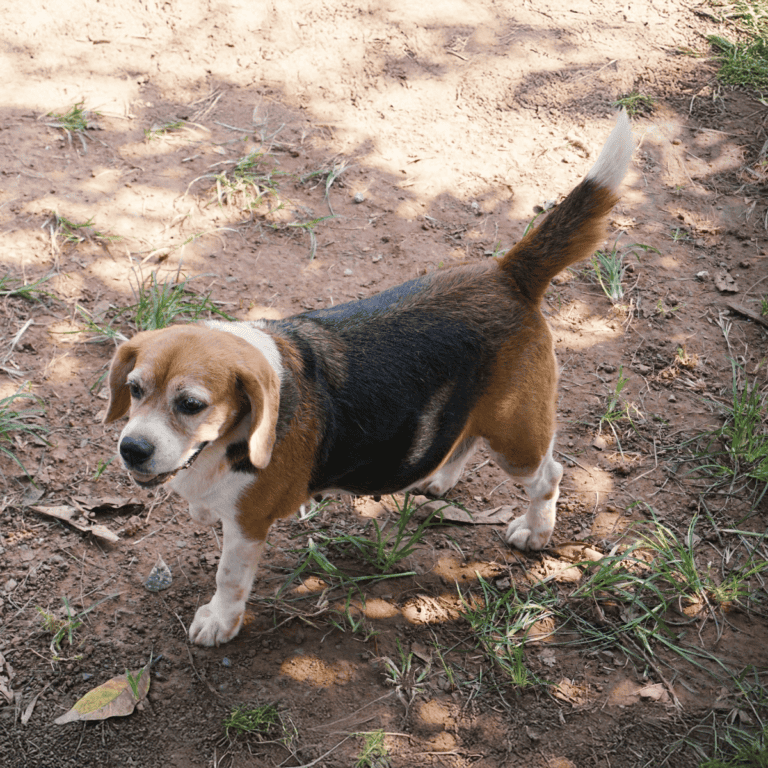 Adorable beagle puppy walking on earthy ground.