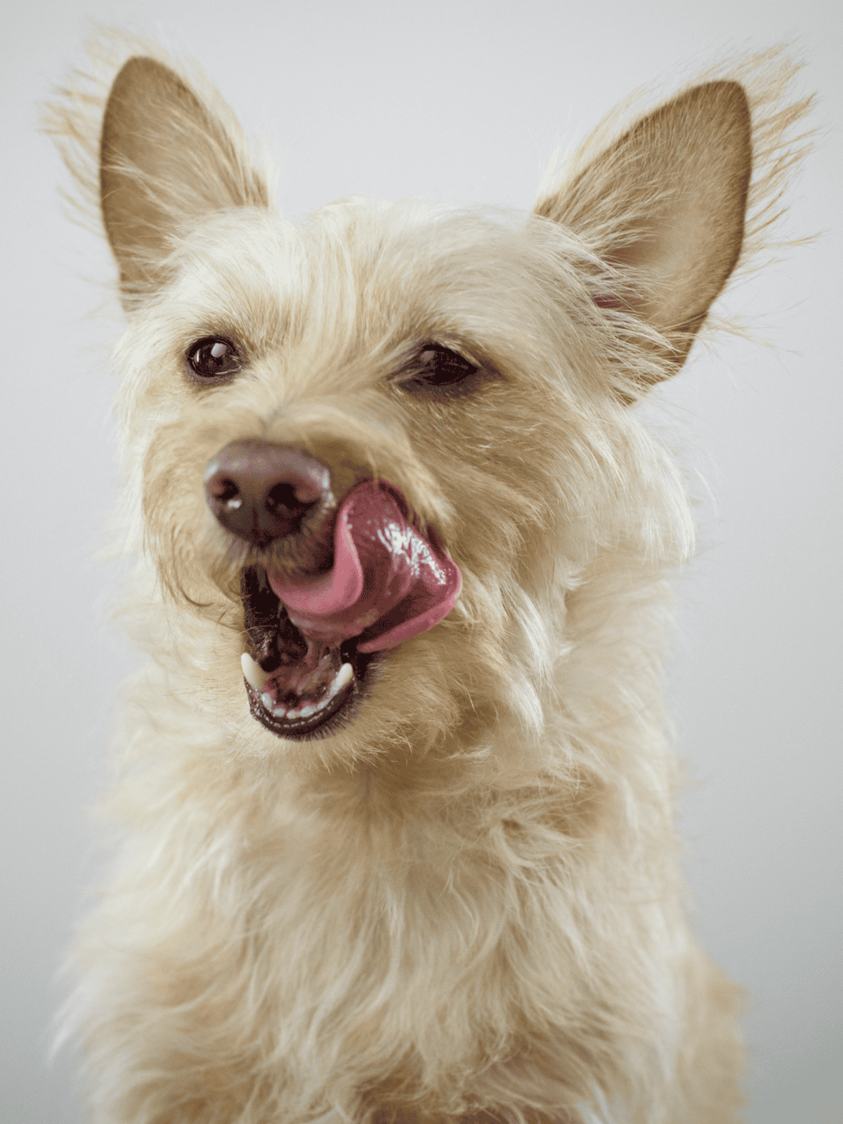 Adorable small dog with fluffy fur, tongue out, posing against plain background, perfect for pet care.