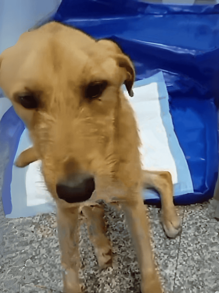 Adopt and care for dogs with professional aid and health services.