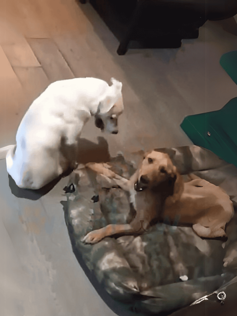 Cute dogs play tug-of-war on blanket.